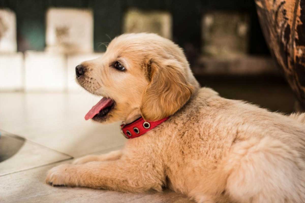 With a week of ‘puppy leave’ for your new dog